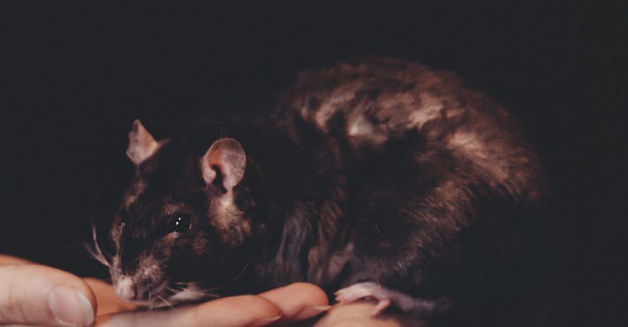 Domáce rady, ako sa zbaviť hlodavcov v domácnosti