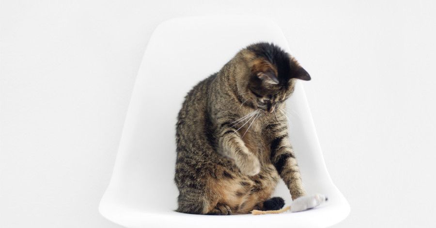 Domáce rady, ako sa zbaviť hlodavcov v domácnosti