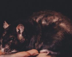 Domáce rady, ako sa zbaviť hlodavcov v domácnosti